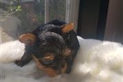 $250 : Teacup Yorkie Puppies thumbnail