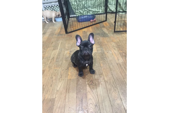 $700 : French bulldog puppy image 1