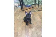 French bulldog puppy en Los Angeles