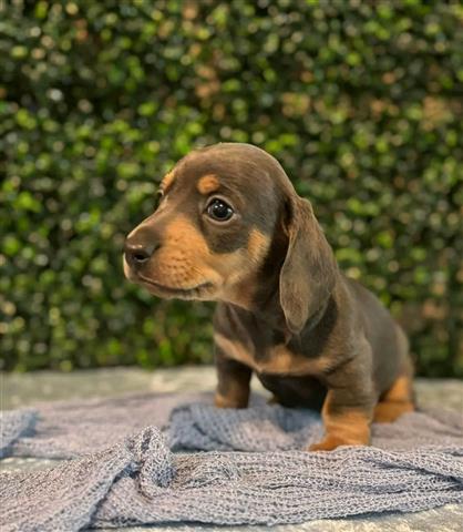 $600 : Adorables cachorros de Dachshu image 2