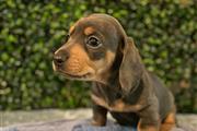 $600 : Adorables cachorros de Dachshu thumbnail