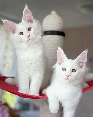 stunning pure breed Mainecoon image 1