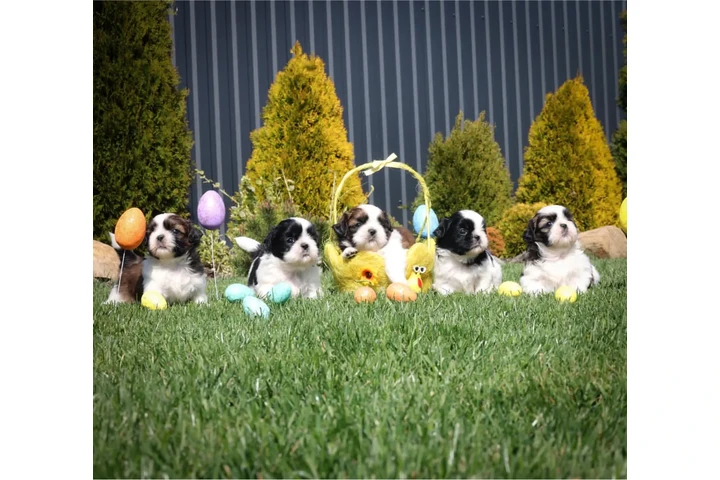 $350 : Shih Tzu taza de té image 3