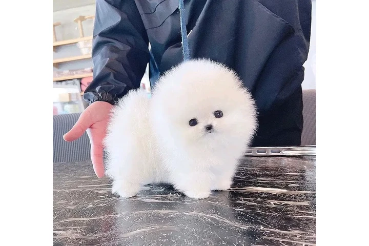 $300 : Pomeranian and French bulldog image 2