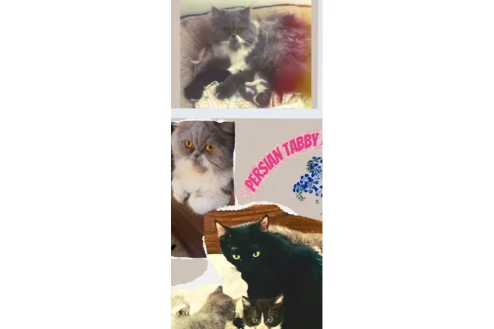 $170 : Gatitos mix image 2