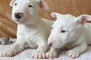 $700 : English bull terrier puppies f thumbnail