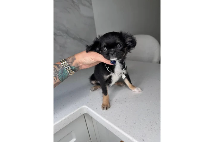 $300 : Teacup Chihuahua puppies image 9