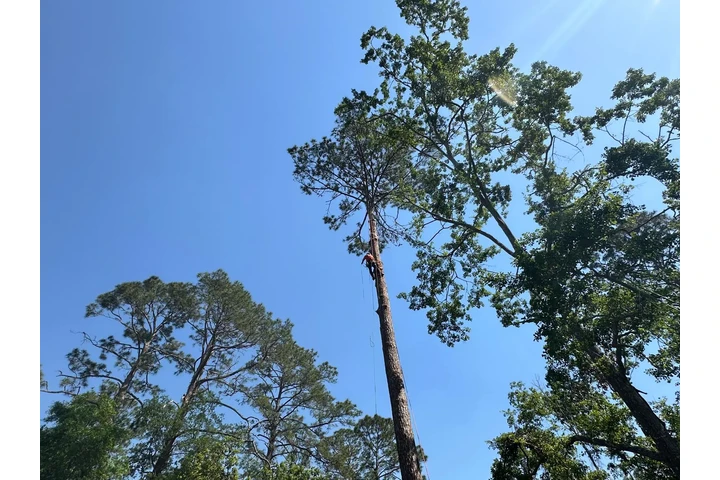 Professional Tree Services image 9