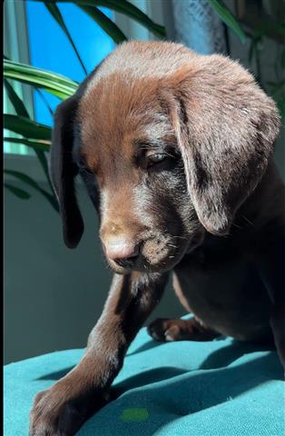 $800 : English Labrador puppies💝💖 image 9