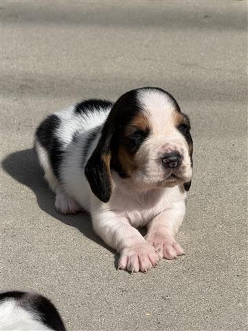 $800 : Basset hound image 3