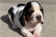 $800 : Basset hound thumbnail