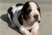 $800 : Basset hound thumbnail