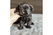 $200 : Toy Cockapoo for sale thumbnail