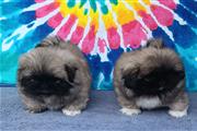 $500 : Lindos cachorros pequineses thumbnail
