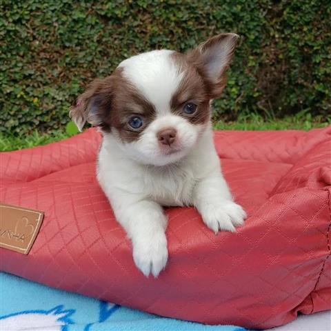 $250 : Charming Chihuahua Puppies image 2