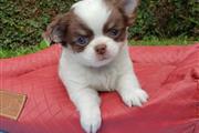 $250 : Charming Chihuahua Puppies thumbnail