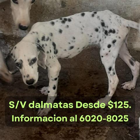 $125 : S/V dalmatas 4 meses de edad image 4