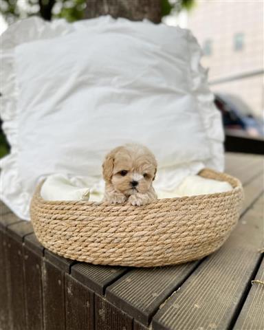 $350 : maltipoo image 1