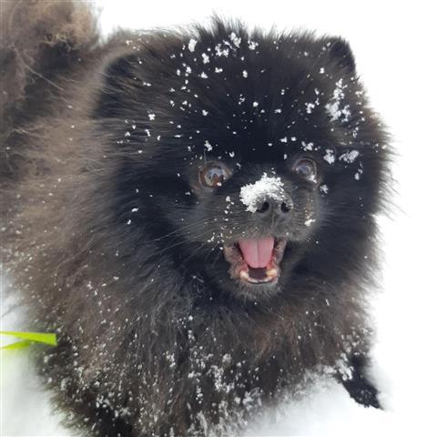 $320 : Little Pomsky Pups available image 4