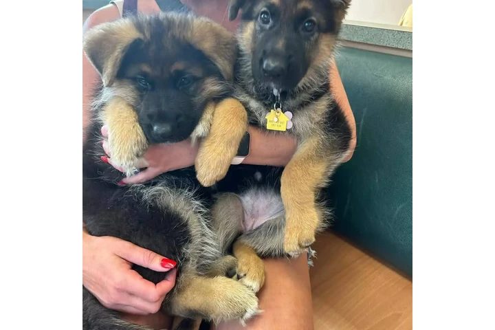 $350 : Cachorros de pastor alemán image 3