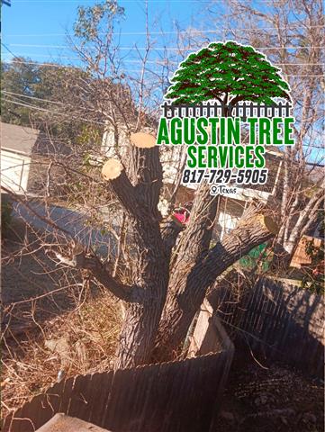 TREE SERVICE 🌳 20 años de exp image 6