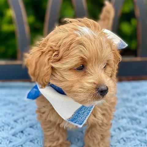 $470 : Ruby Red ❤️ Cavapoo puppies image 2
