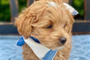 $470 : Ruby Red ❤️ Cavapoo puppies thumbnail