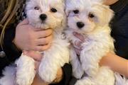 Cute Maltese puppies thumbnail
