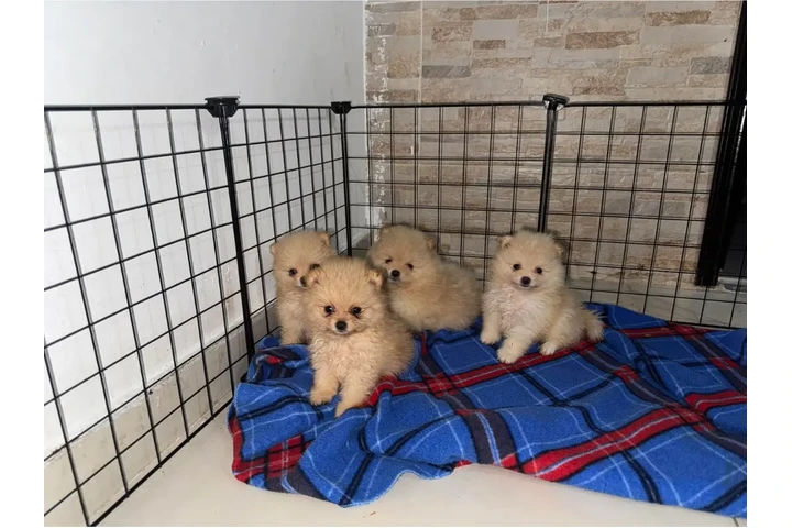$350 : Pomerania taza de té image 1