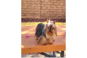 $500 : Yorkie male teacup thumbnail