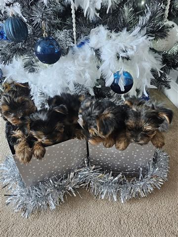 $500 : AdorableYorkie Puppies image 2