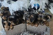 $500 : AdorableYorkie Puppies thumbnail