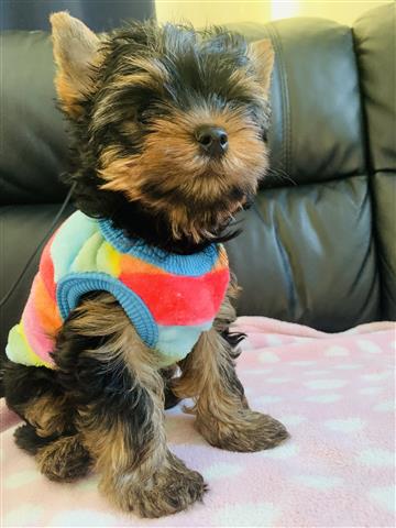 $380 : Adorable Teacup Yorkie Puppies image 2