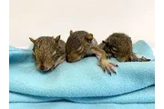 ardillas y monos en adopción en Miami