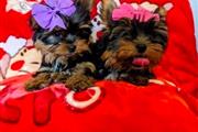 ⭐️Adorables cachorros yorkie🌺 en Long Island