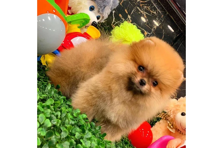 $350 : cachorros de Pomerania image 2