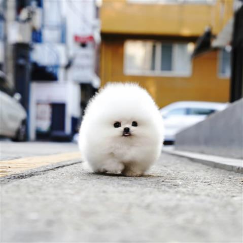 $250 : Pomeranian puppies image 5