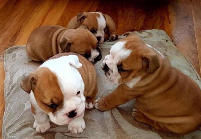 $500 : English Bulldog puppies image 1