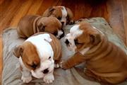 $500 : English Bulldog puppies thumbnail