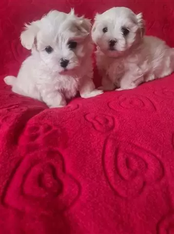 $550 : adorable maltese puppies. image 1