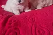 adorable maltese puppies. en Lexington