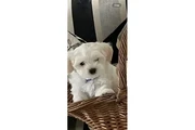 Malteses en venta en Atlanta