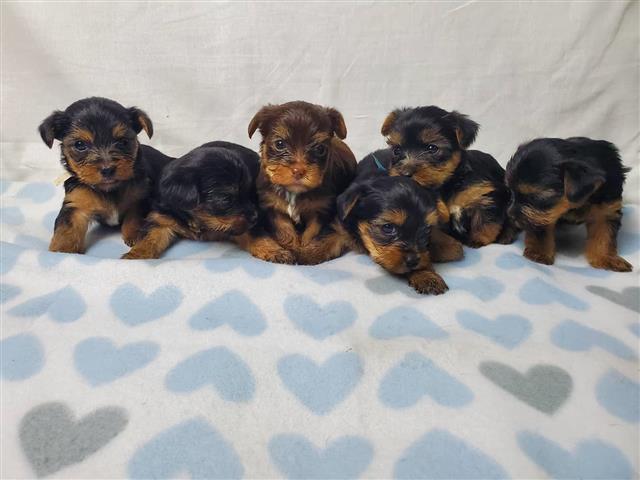 Yorkie puppies for adoption image 1