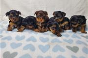 Yorkie puppies for adoption en Los Angeles