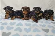 Yorkie puppies for adoption en Los Angeles