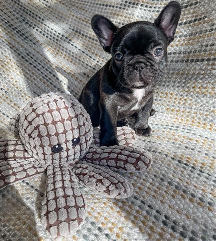 $400 : French bulldog puppy for sale image 4