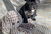 $400 : French bulldog puppy for sale thumbnail