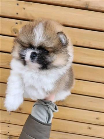 $500 : Teacup Pomeranian puppy image 2