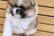 $500 : Teacup Pomeranian puppy thumbnail