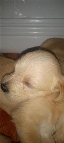 $150 : $150 Yorkie/Poodle puppies image 2